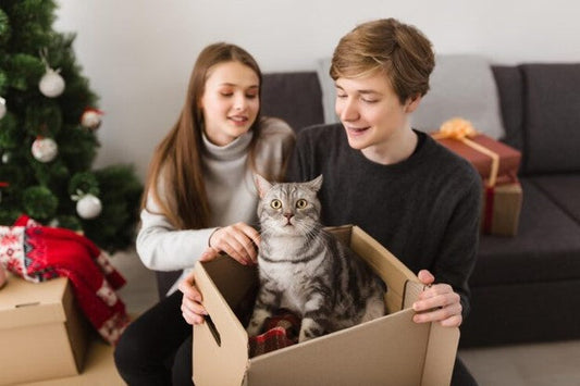Unique Gift Ideas for Cat Lovers That Aren't Another Toy or Treat