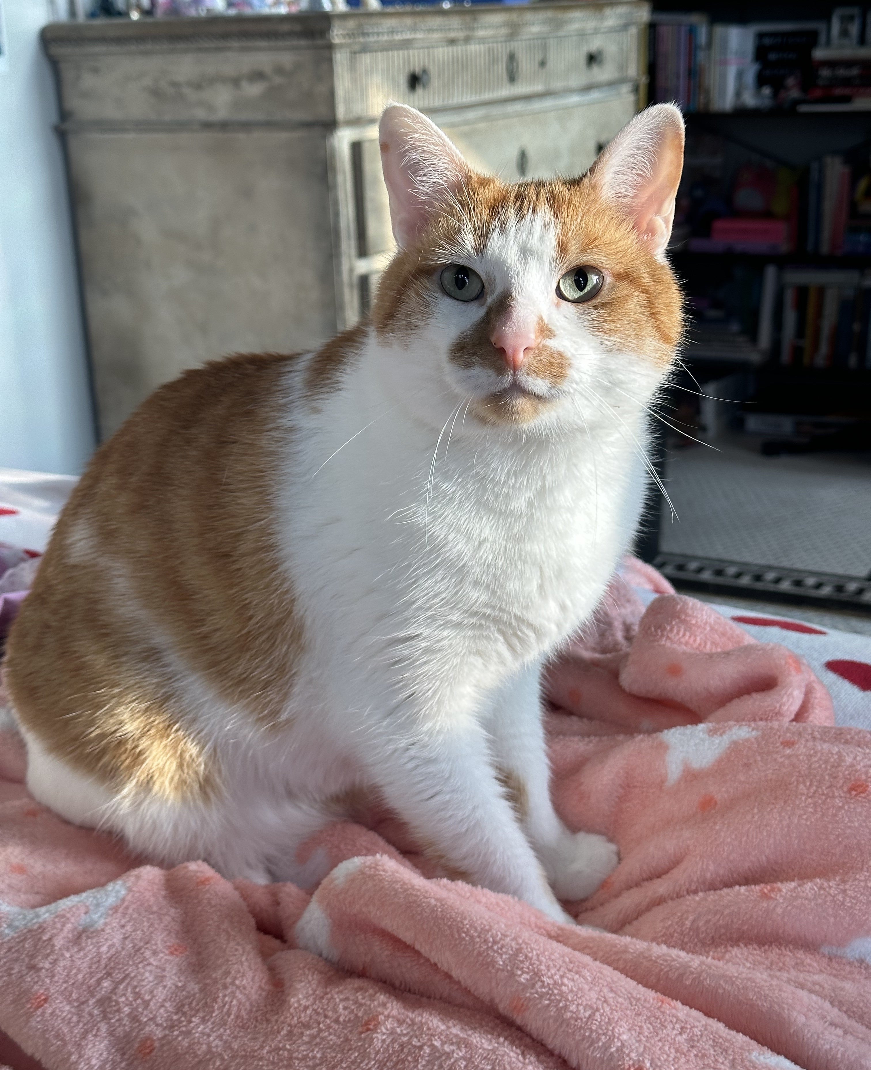 Custom Pet Portrait Framed Canvas Print