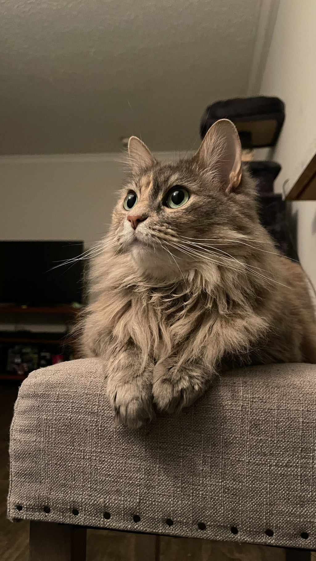 Custom Pet Portrait Framed Canvas Print