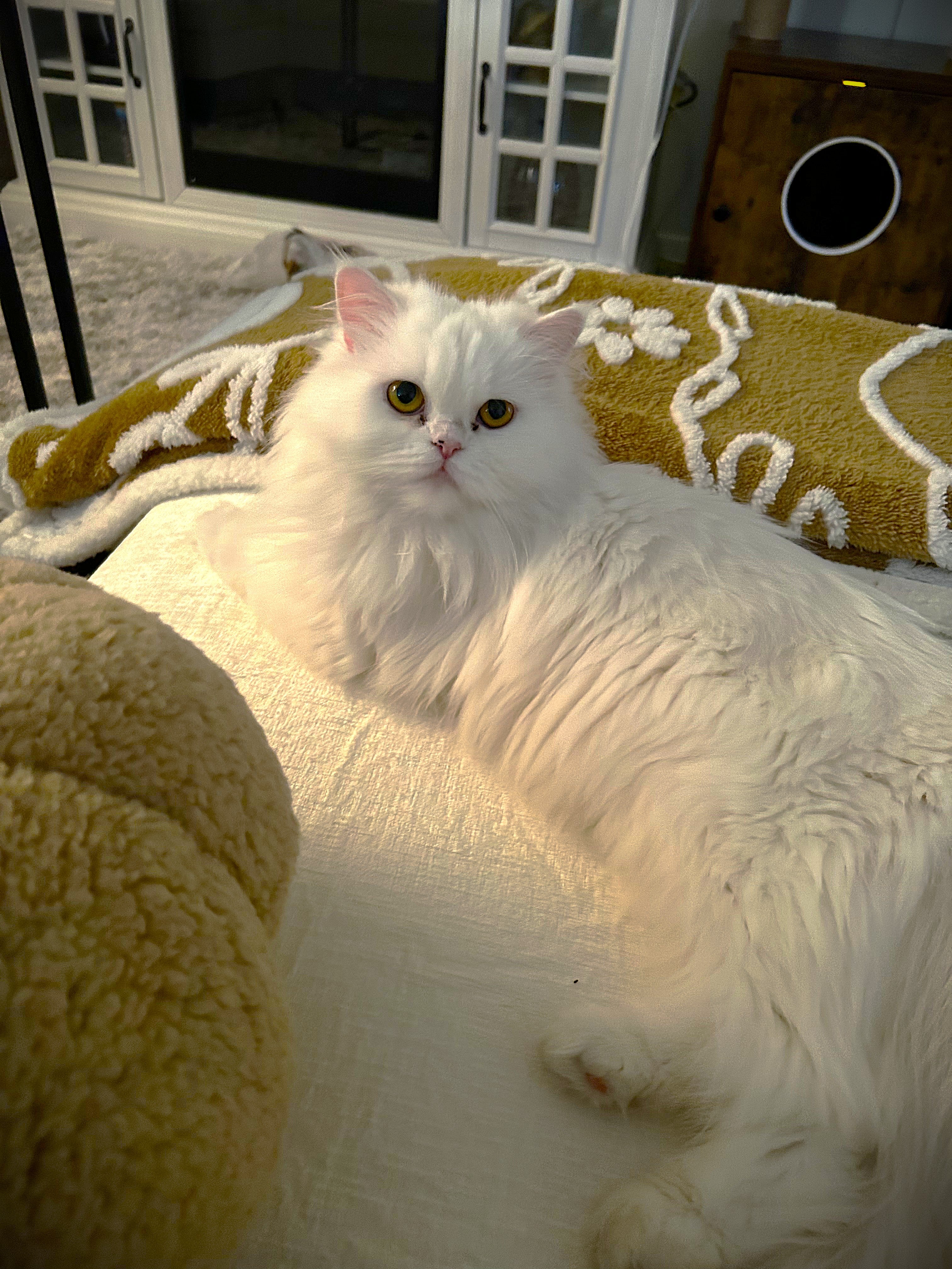 Custom Pet Portrait Framed Canvas Print