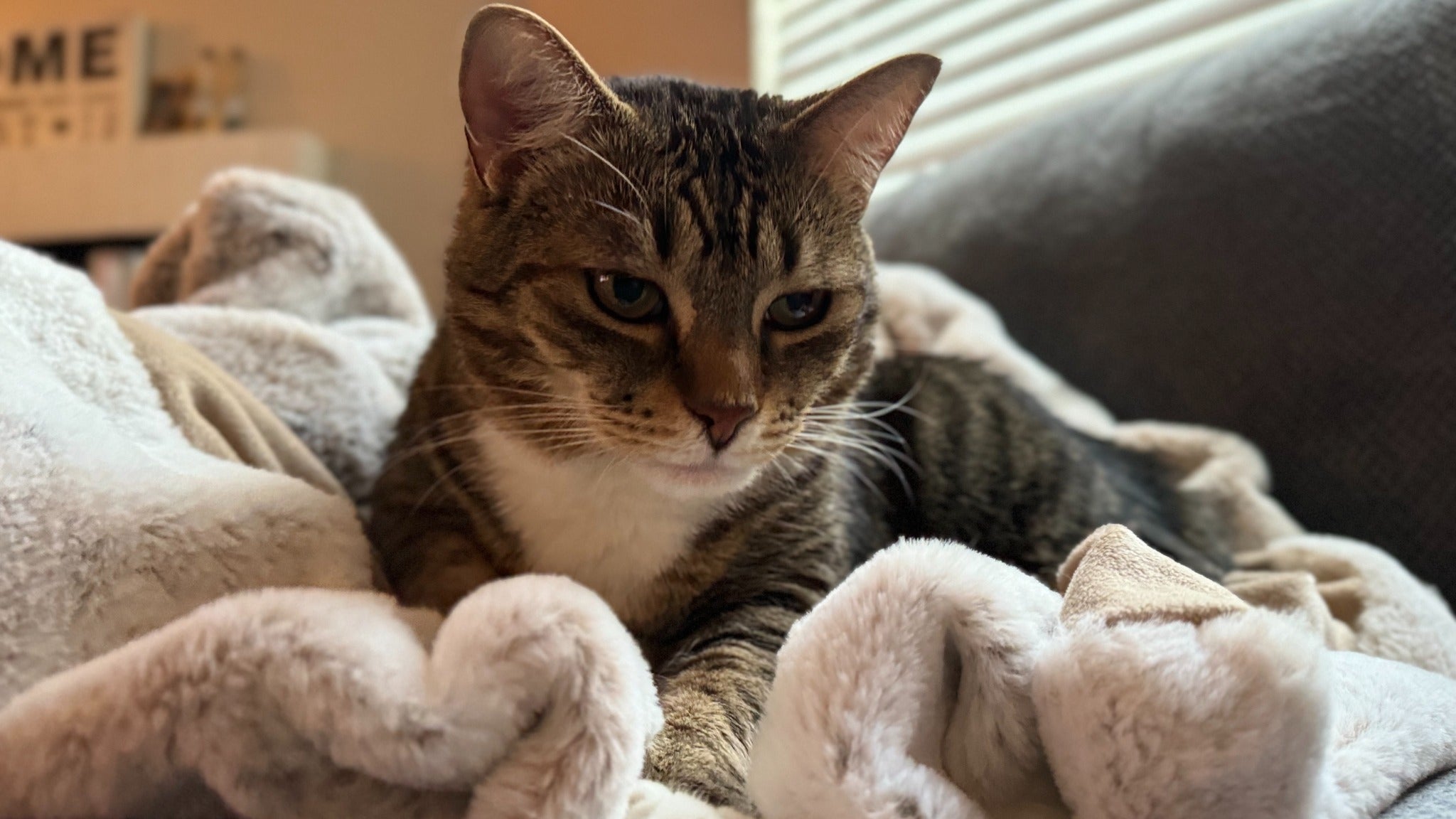 Custom Pet Portrait Framed Canvas Print